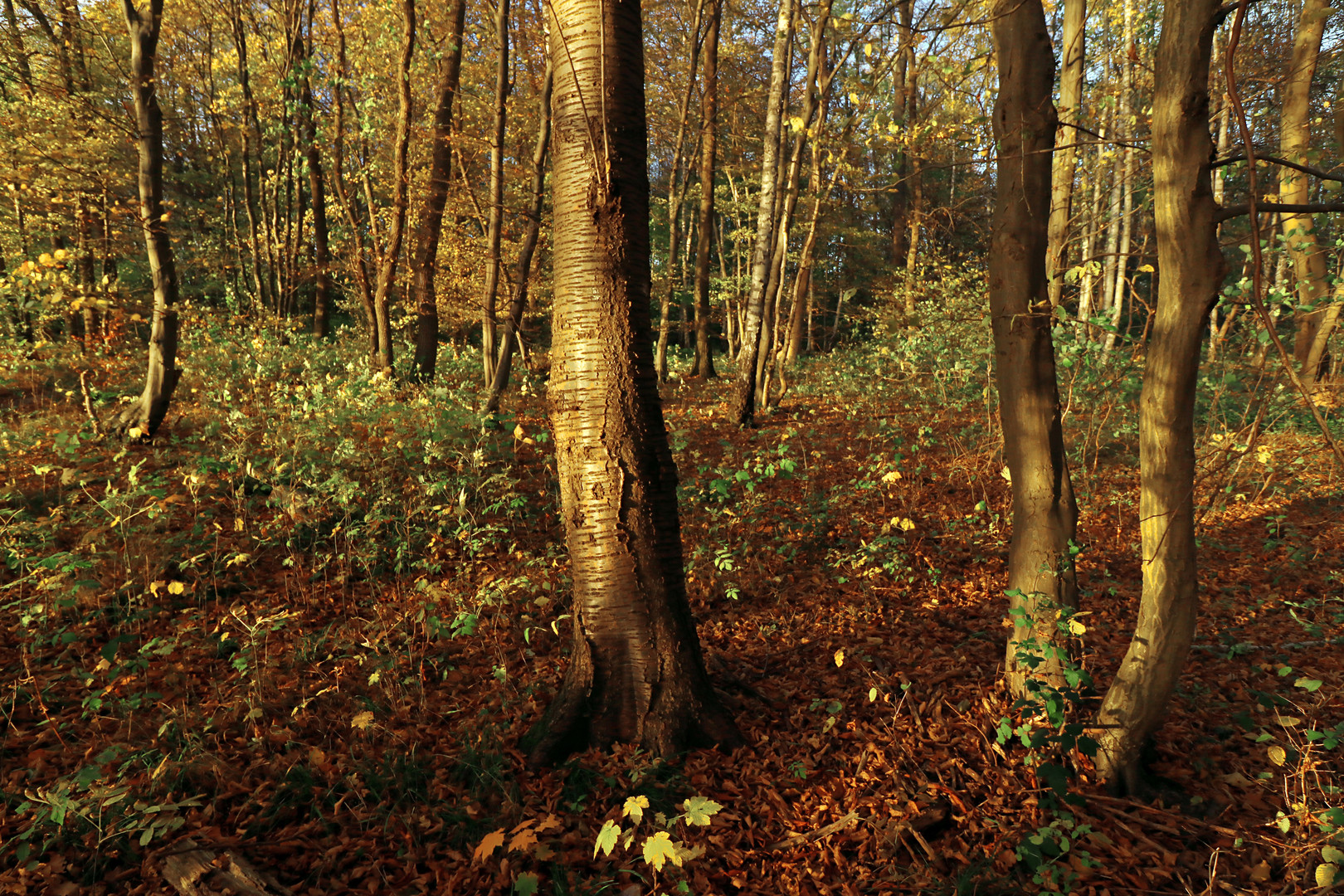 Wildkirsche im Gehölz