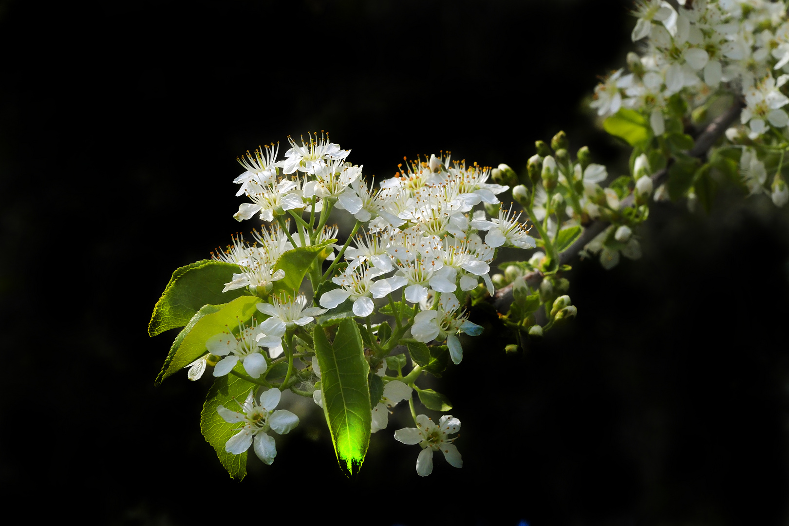 Wildkirsche in Frühlingsblüte