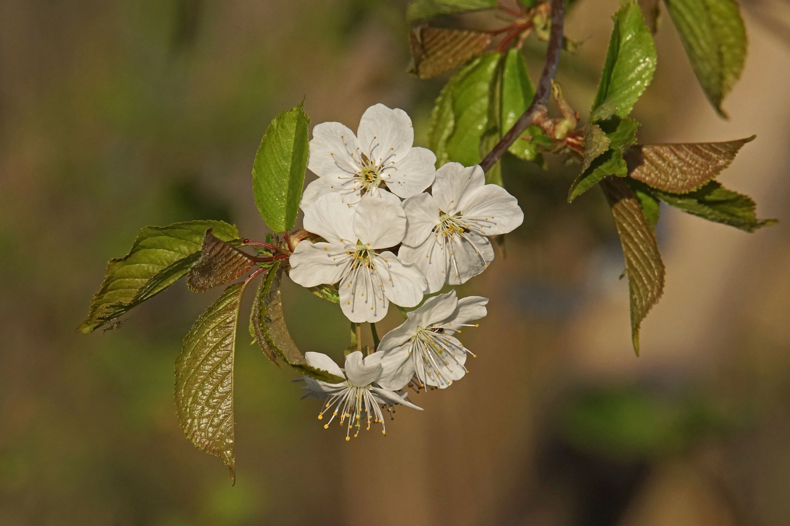 Wildkirsche oder Vogelkirsche (Cerasus avium)