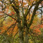 Wildkirsche (Pyrus pyraster)