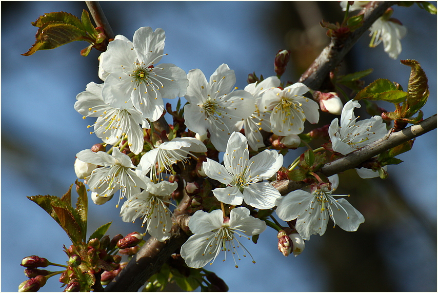 Wildkirschen