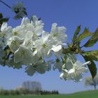 Wildkirschen Blüte