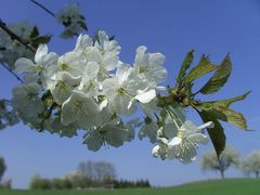 Wildkirschen Blüte