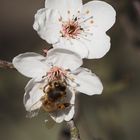 Wildkirschen-Blüten