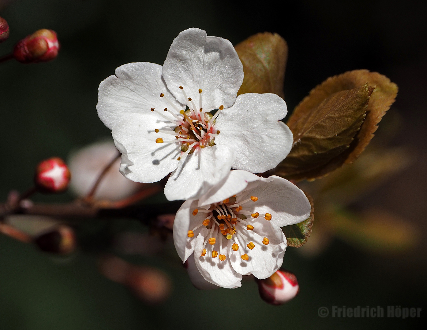 Wildkirschen-Blüten_2