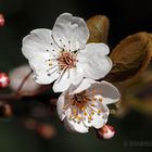 Wildkirschen-Blüten_2