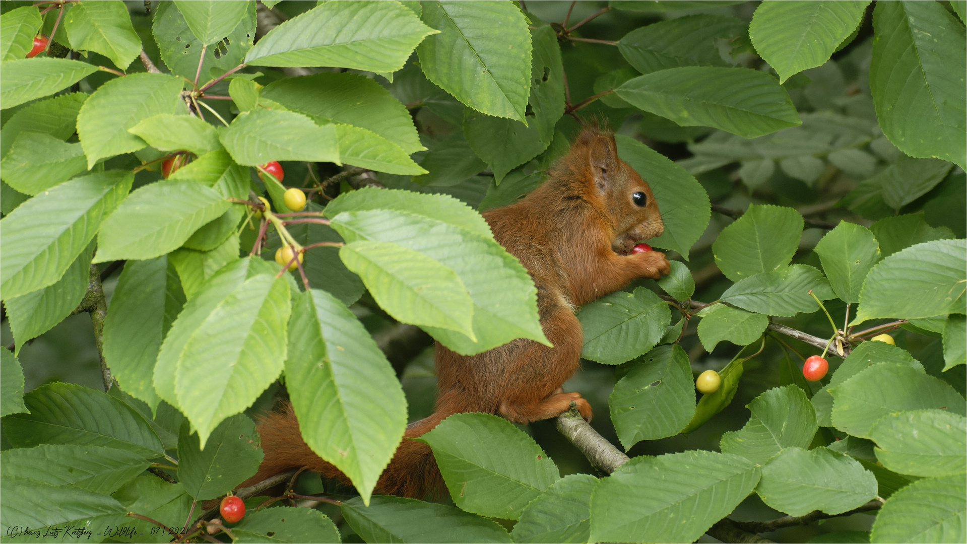 Wildkirschen Dieb