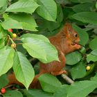 Wildkirschen Dieb