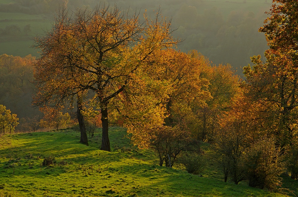 Wildkirschen-Herbst 6.11.14