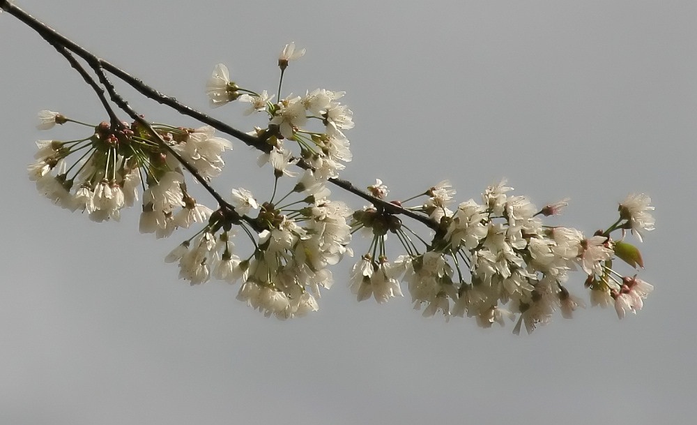 Wildkirschenbaum Blüten