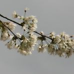 Wildkirschenbaum Blüten