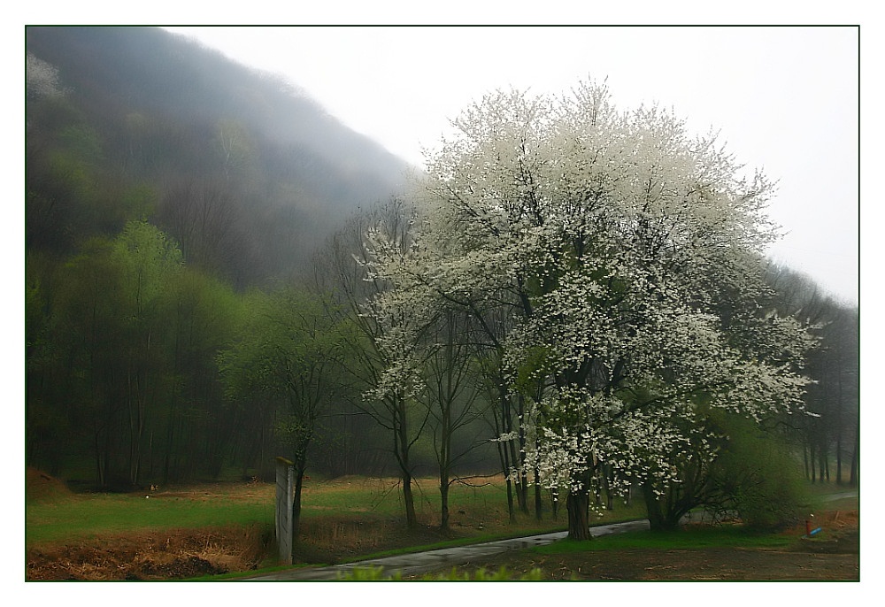 Wildkirschenbaum vor meinem Fenster