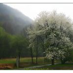 Wildkirschenbaum vor meinem Fenster