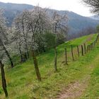 Wildkirschenblüte 31.3.14