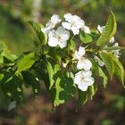 Wildkirschenblüte