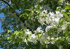 Wildkirschenblüte