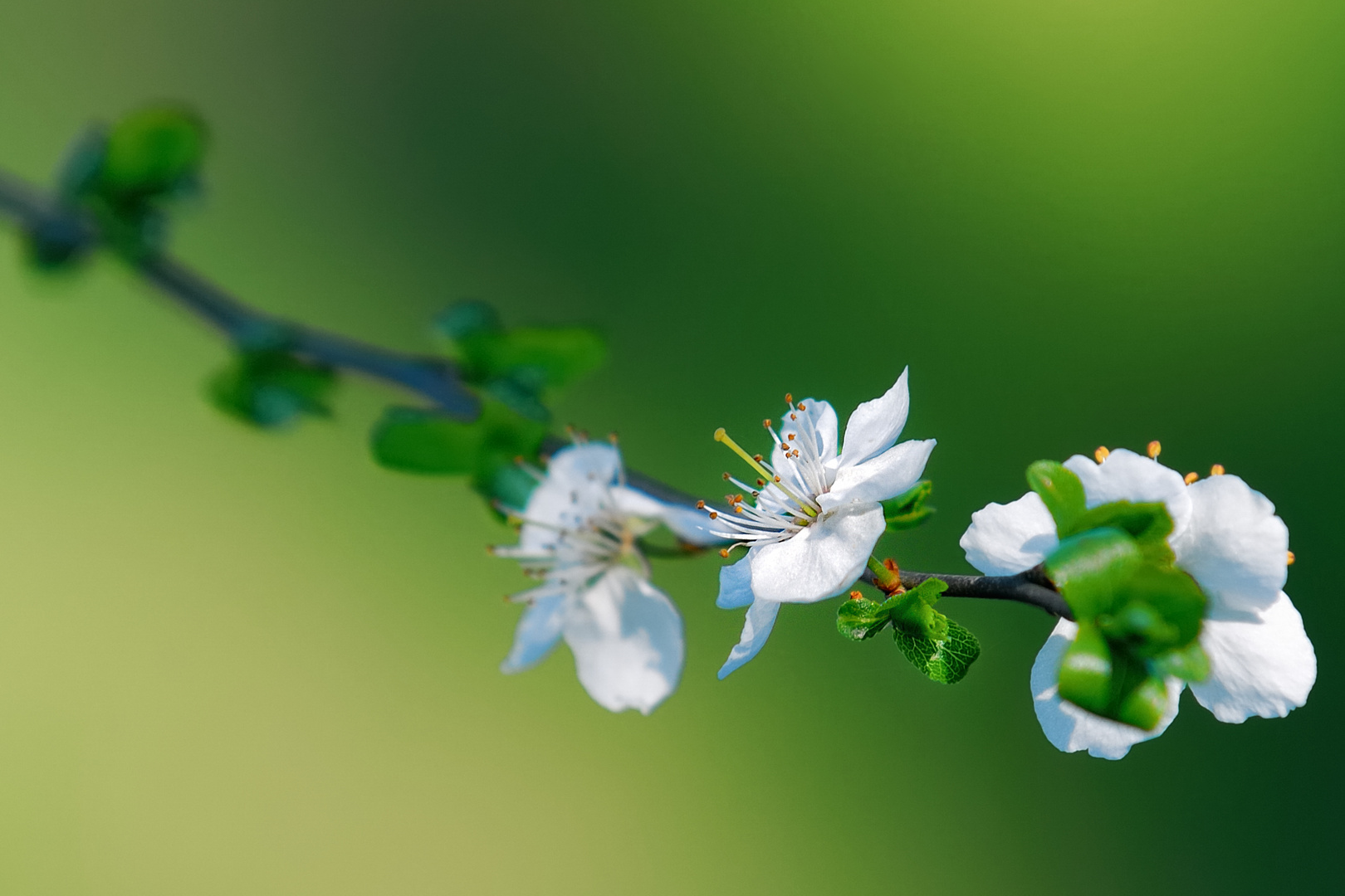 Wildkirschenblüte