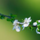 Wildkirschenblüte