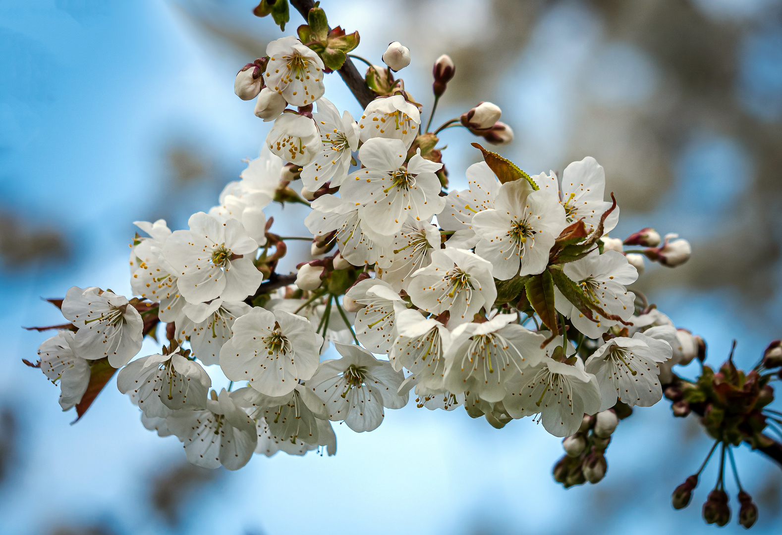 Wildkirschenblüten