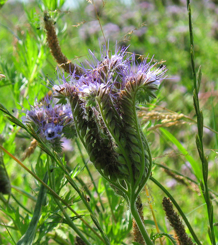 Wildkräuter Foto & Bild pflanzen, pilze & flechten, blüten