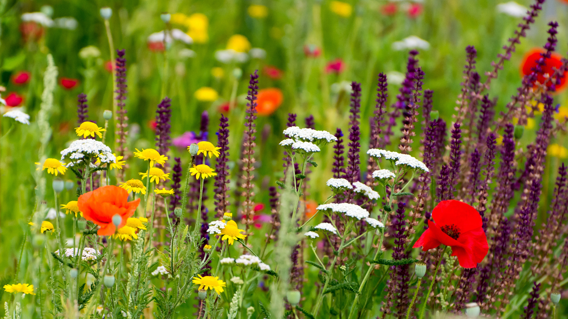Wildkräuter Foto & Bild landschaft, Äcker, felder & wiesen, heide
