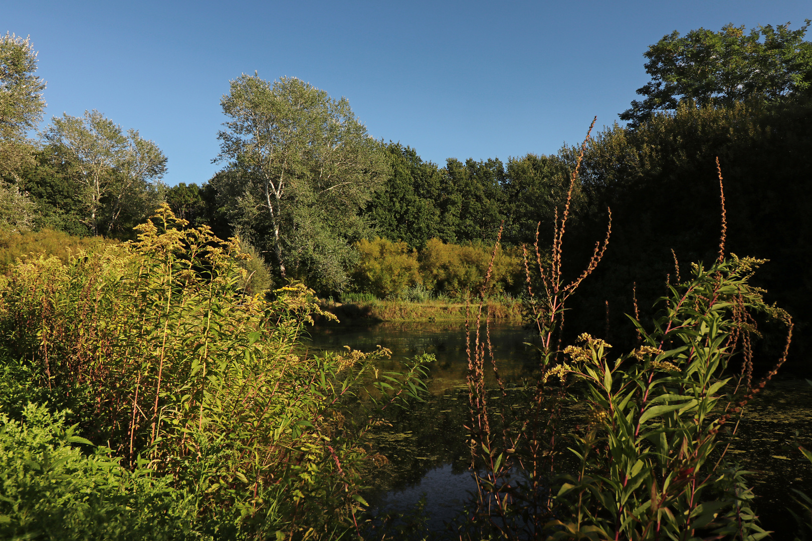 Wildkräuter am Ufer