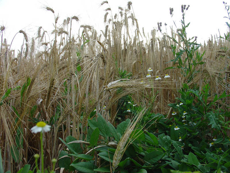 Wildkräuter im Getreidefeld