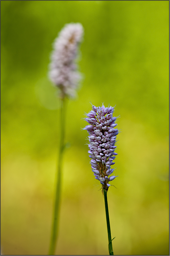 wildkraut - blüte