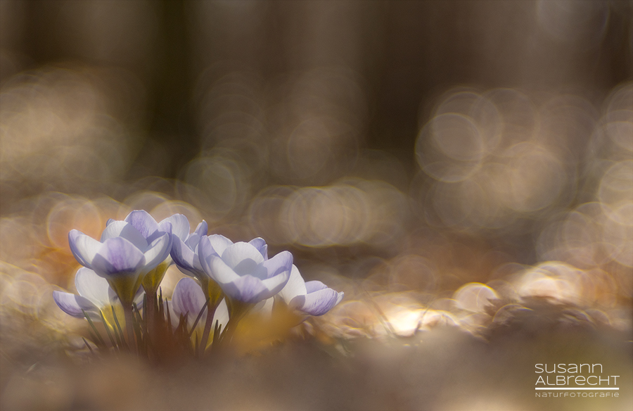 Wildkrokus im Wald