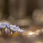 Wildkrokus im Wald