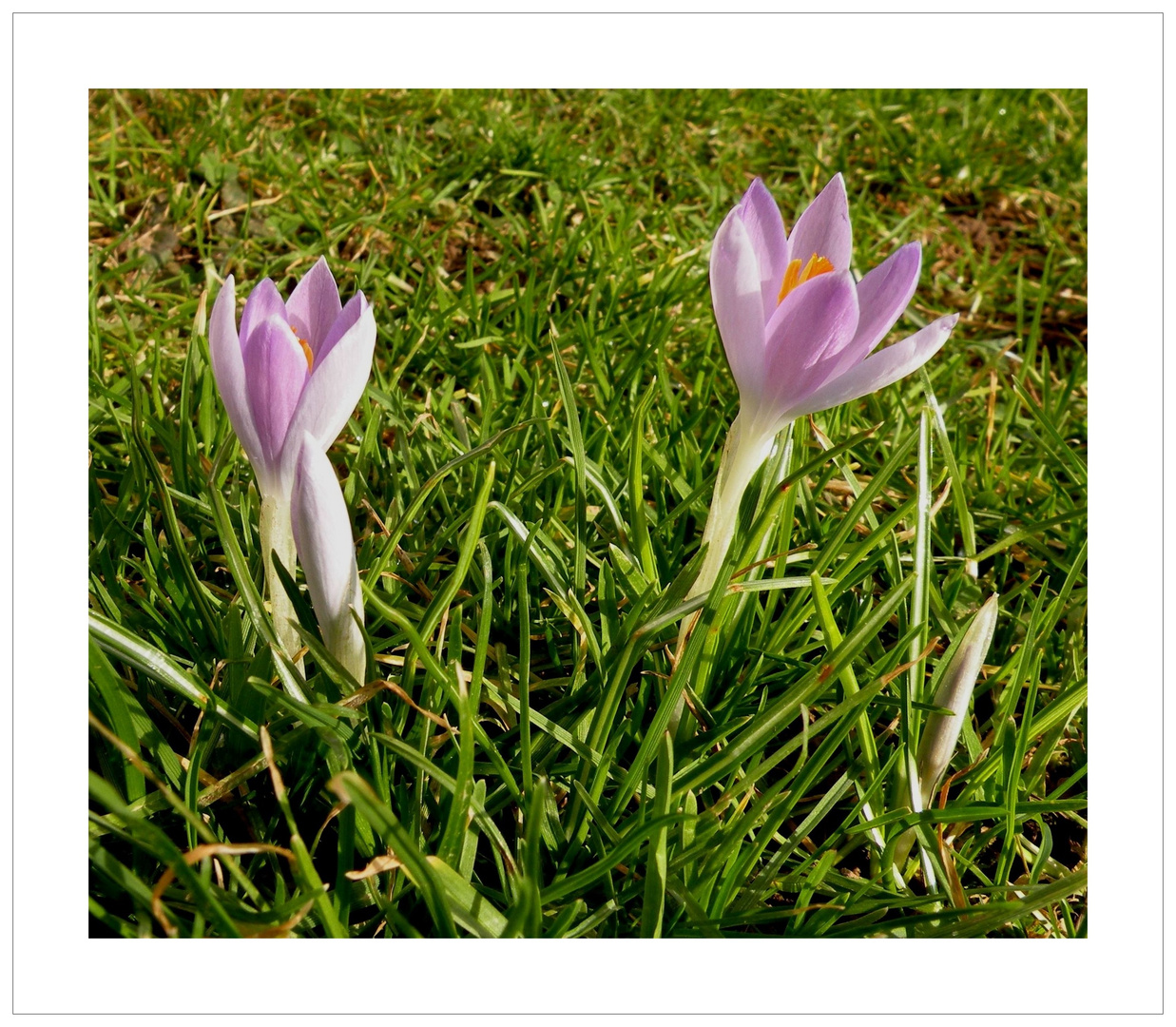 Wildkrokus ,sie blühen in der Wiese.