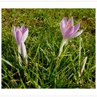 Wildkrokus ,sie blühen in der Wiese.