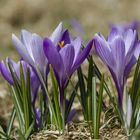 Wildkrokusblüte Zavelstein