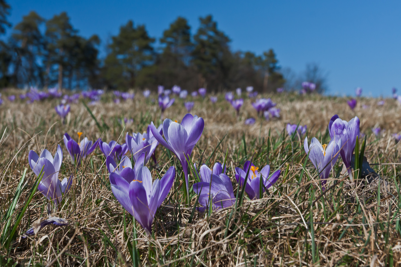 Wildkrokusblüte Zavelstein