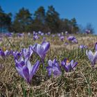 Wildkrokusblüte Zavelstein