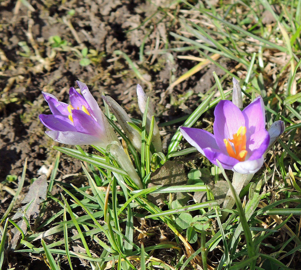 Wildkrokusse zeigen sich .