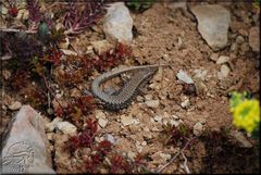 Wildlebende Dauergäste im Botanischen Garten Bonn