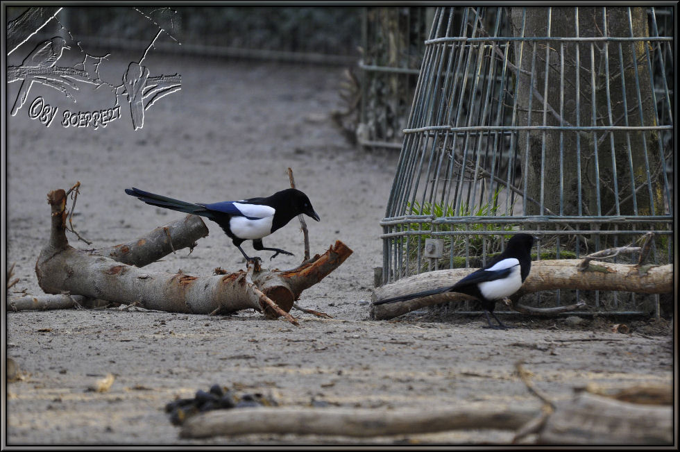 Wildlebende Elstern auf einem Zoogelände