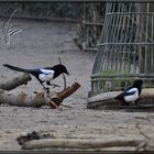 Wildlebende Elstern auf einem Zoogelände