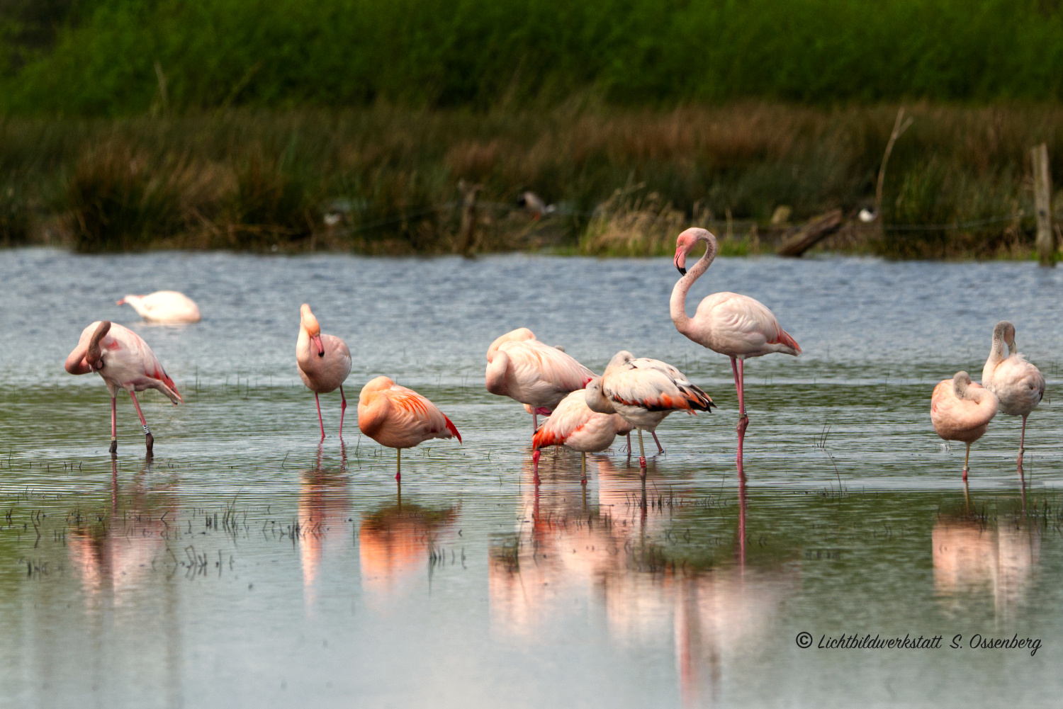 wildlebende Flamingos im Westmünsterland 