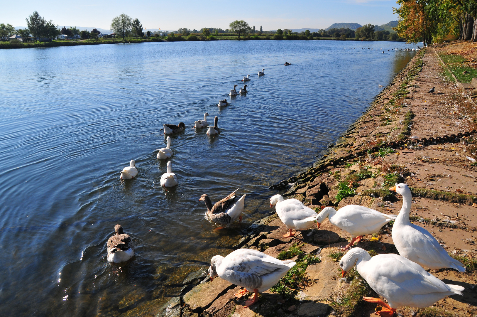 Wildlebende Gänse auf der Mosel. Uferpromenade in Remich/Luxemburg.