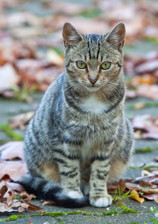 Wildlebende Katze