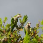 Wildlebende Mönchsittiche auf Mallorca