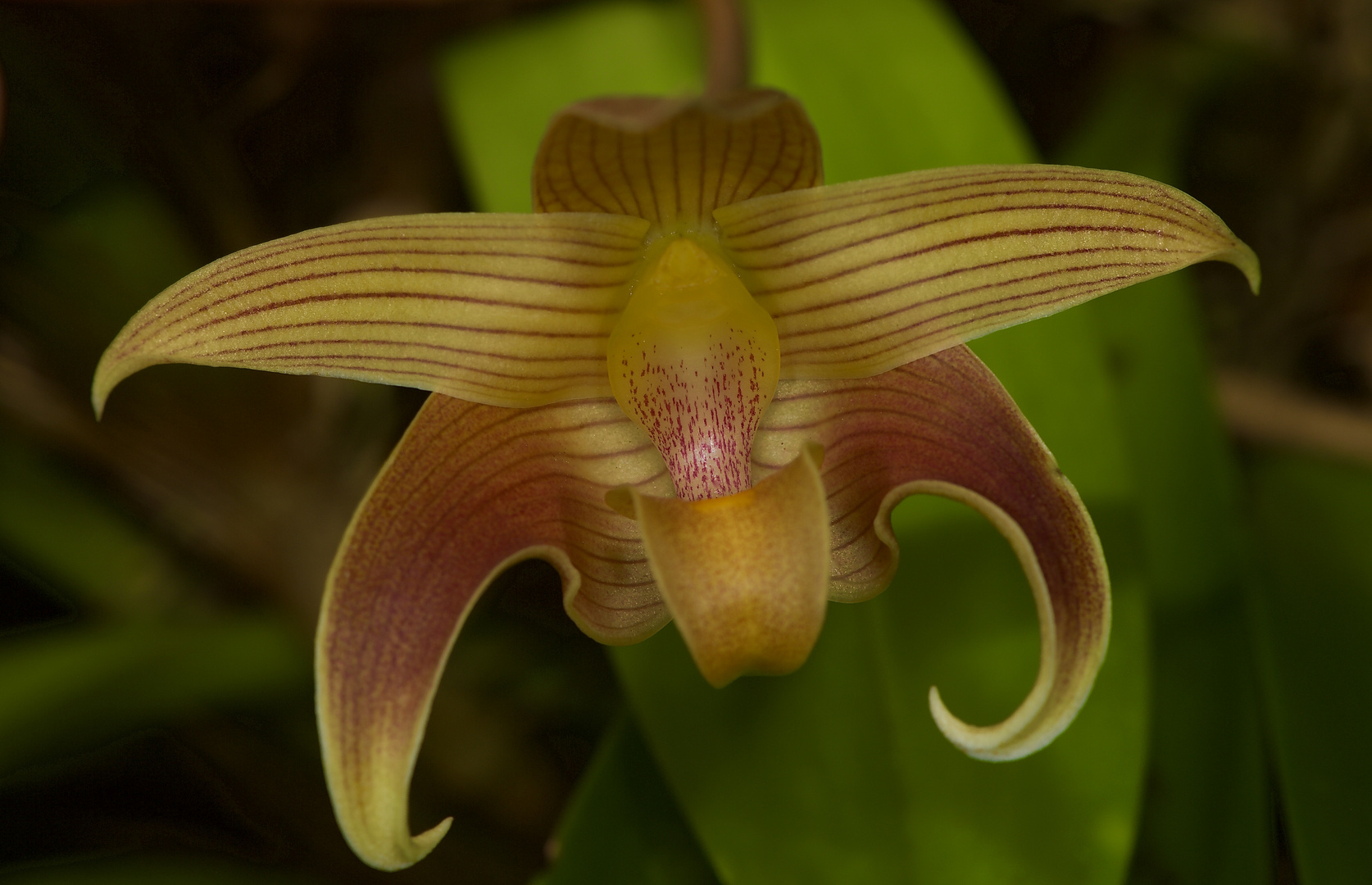 Wildlebende Orchide aus Borneo, Sabah