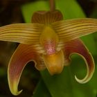 Wildlebende Orchide aus Borneo, Sabah