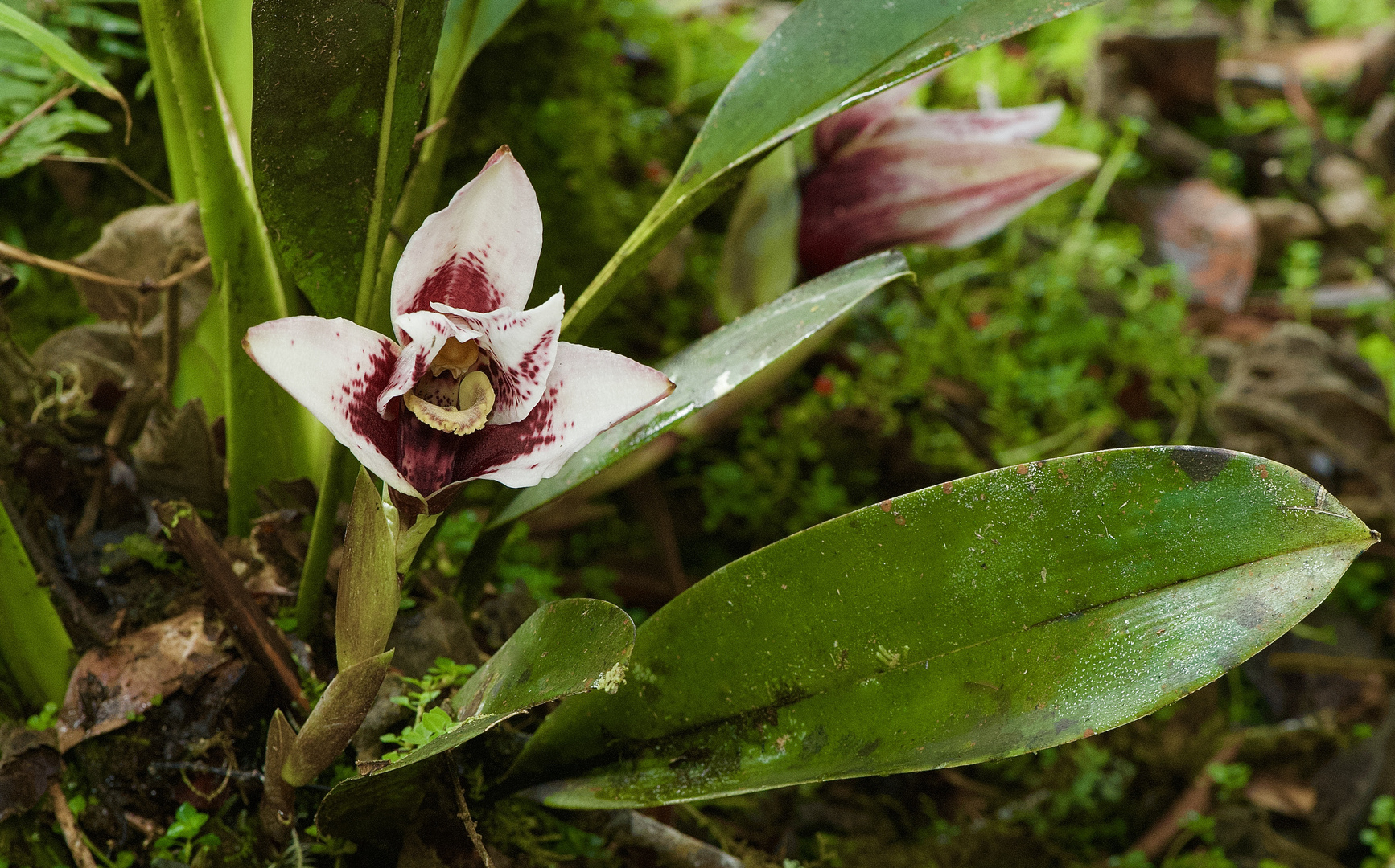 Wildlebende Orchidee aus dem Nebelwald von Peru