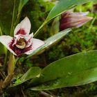 Wildlebende Orchidee aus dem Nebelwald von Peru