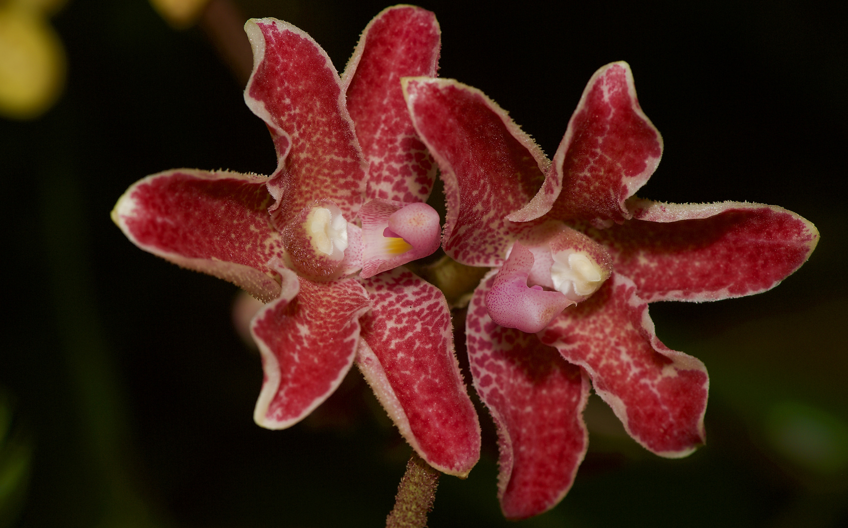 wildlebende Orchideen aus Borneo, Sabah.