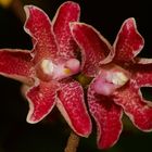 wildlebende Orchideen aus Borneo, Sabah.