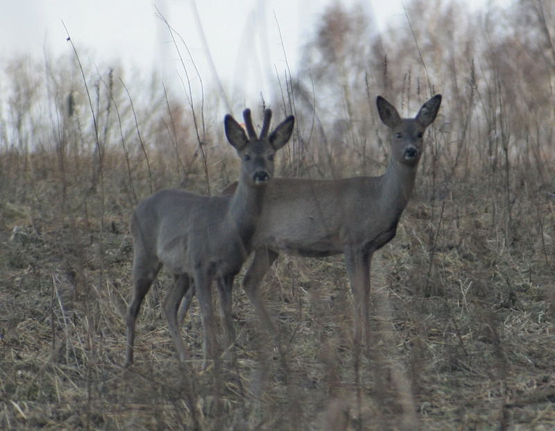 wildlebende Rehe